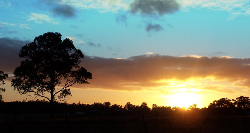 sun rising with tree photo